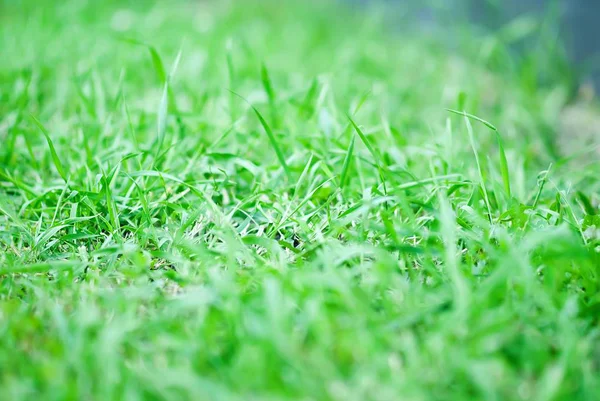 Fundalul unei iarbe verzi — Fotografie, imagine de stoc