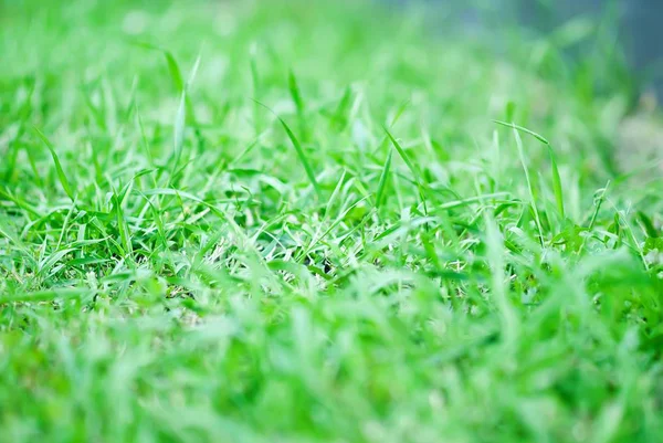 Fundo de uma grama verde — Fotografia de Stock