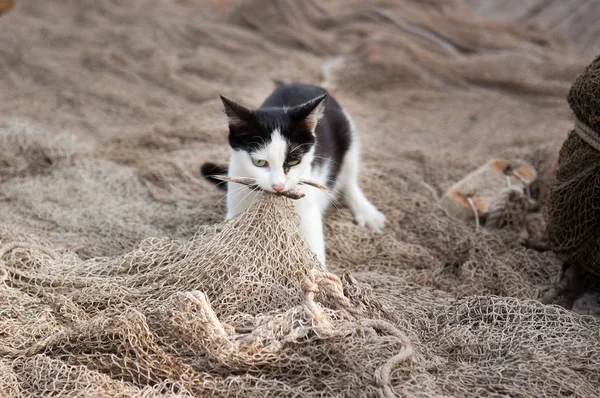 Kedi caught balık Balık ağı üzerinde