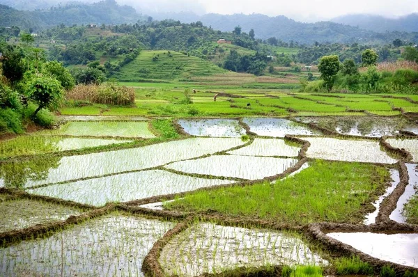 Paddy alanları, Hindistan