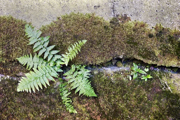 コンクリートの壁で育つシダ — ストック写真