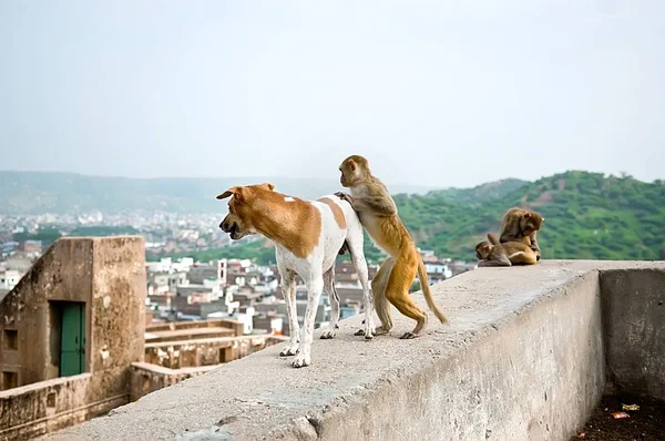 The monkey wants to ride on a dog, Galta Temple in Jaipur, India. — Stock Photo, Image