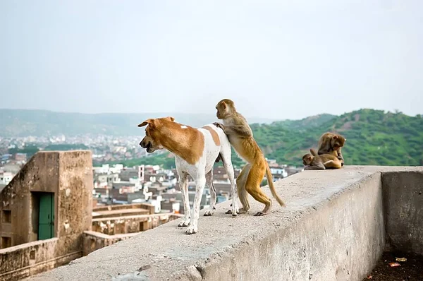 Maymun bir köpek, Jaipur, Hindistan Galta tapınakta binmek istiyor.
