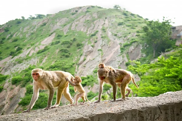 Monkeys with cubs. Galta Temple in India.