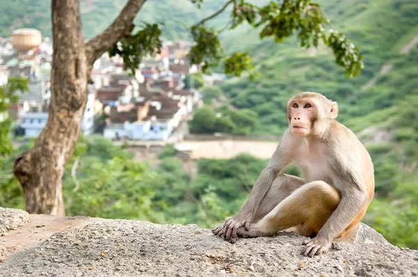 Makak rhesus, sedící pod stromem poblíž Galta chrám v Jaipur, Indie. — Stock fotografie