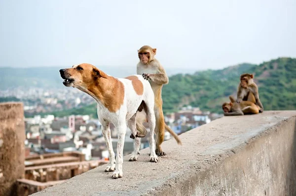 犬の交尾写真素材 ロイヤリティフリー犬の交尾画像 Depositphotos