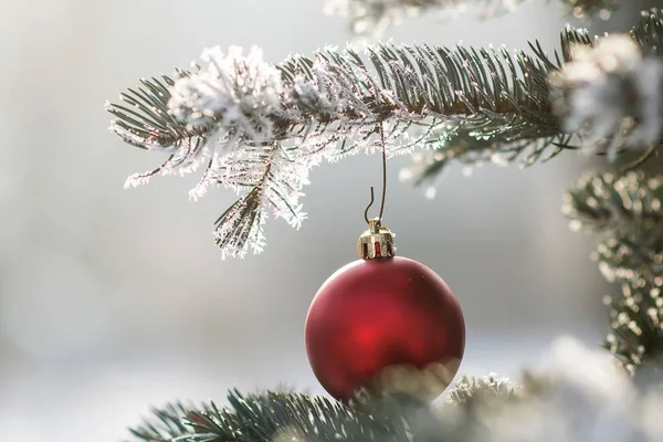 Bola roja de Navidad en una rama de árbol cubierta de nieve — Foto de Stock