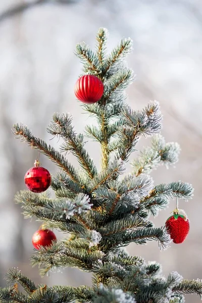 Красные рождественские шары на ветке заснеженной елки — стоковое фото