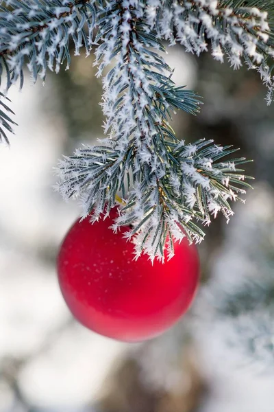 Bola roja de Navidad en una rama de árbol cubierta de nieve — Foto de Stock