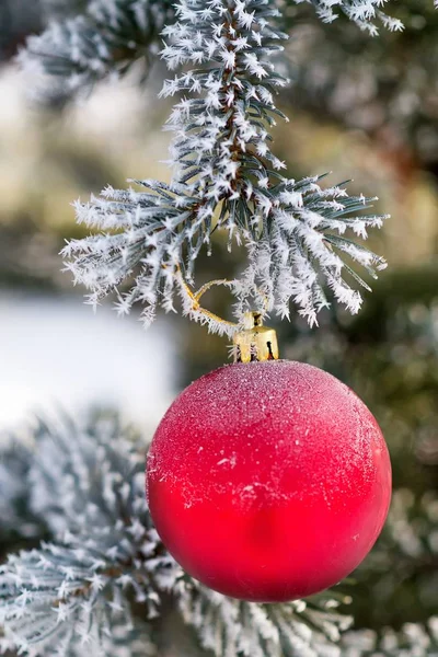 Bola roja de Navidad en una rama de árbol cubierta de nieve — Foto de Stock