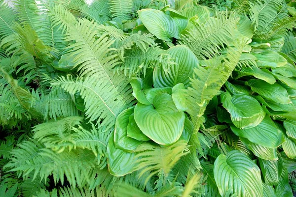 Hosta sieboldiana a kapradí — Stock fotografie