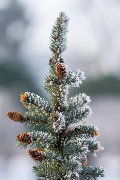 Ramo de árvore de Natal com agulhas na geada — Fotografia de Stock