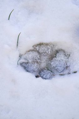 Köpek ayak basmak bir karda