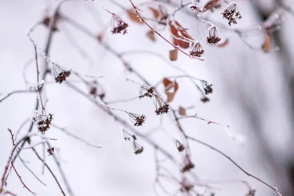 木の枝に霜の霜 — ストック写真