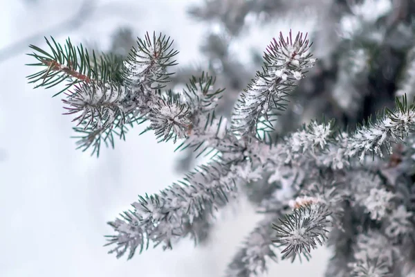 Ramas cubiertas de nieve —  Fotos de Stock