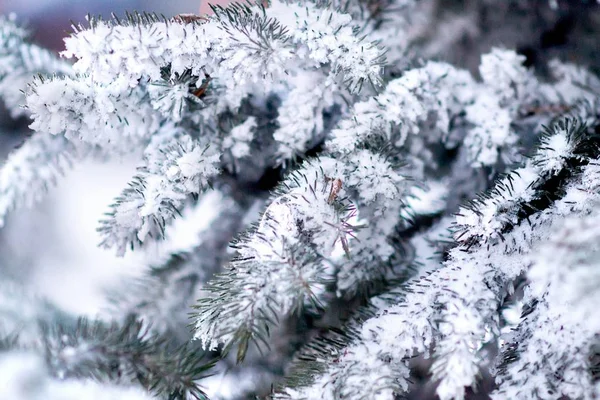 Ramos cobertos de neve — Fotografia de Stock