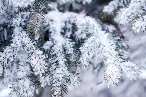 雪に覆われた枝 — ストック写真