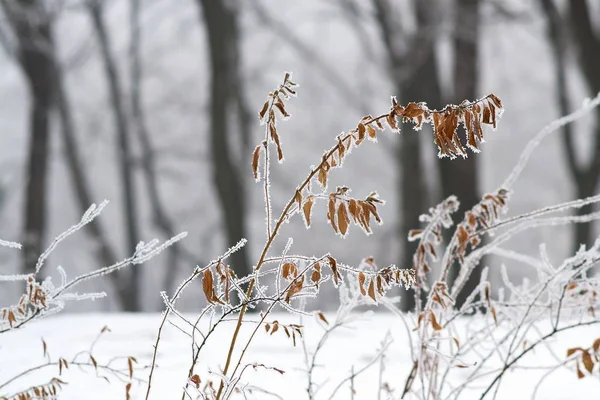 Hoar gelo sul ramo dell'albero — Foto Stock