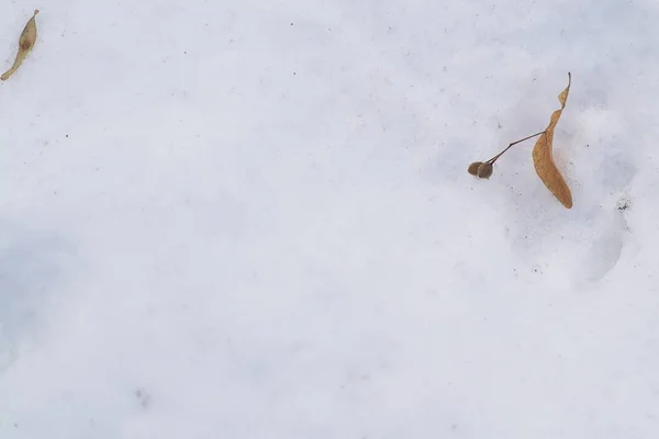 躺在白雪上的巴斯伍德种子 — 图库照片