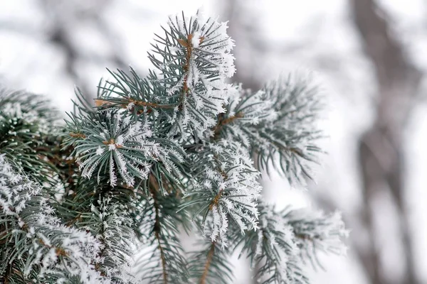 Ramos cobertos de neve — Fotografia de Stock