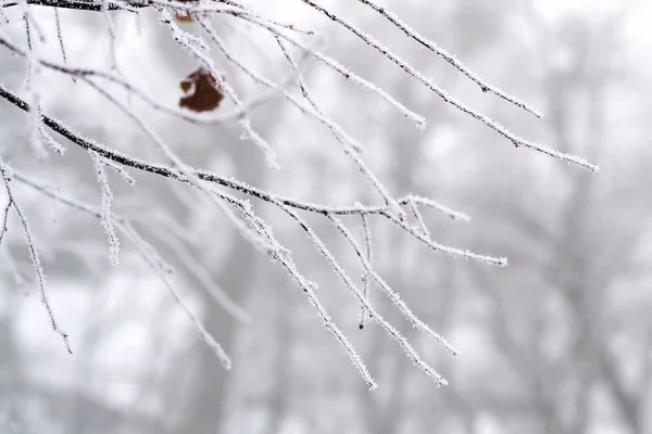 木の枝に霜の霜 — ストック写真