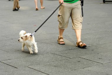 Onun sahibi ile yaramaz evde beslenen hayvan