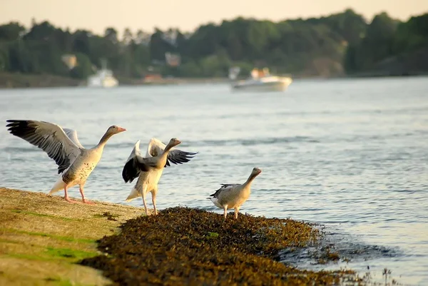 Three geese on the coast