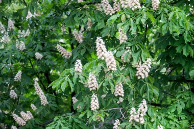 Bahar çiçek kestane ağacı