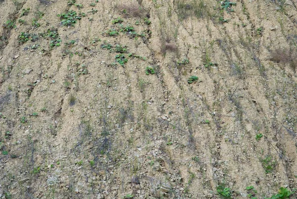 Campo seco com plantas — Fotografia de Stock