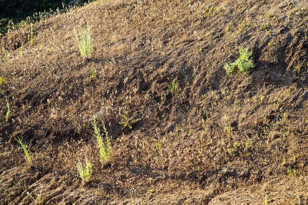 Alterações climáticas e terrenos baldios autônomos — Fotografia de Stock