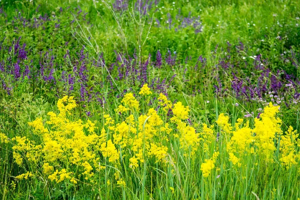 Virág meadow, háttér — Stock Fotó