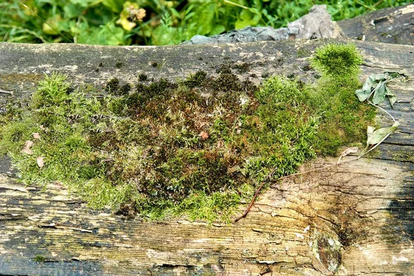 Musgo verde na casca de uma árvore. — Fotografia de Stock