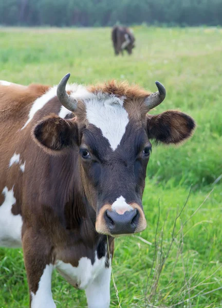 Yaz otlağında inek