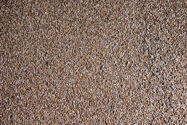 Arka plan buğday taneleri yaptı