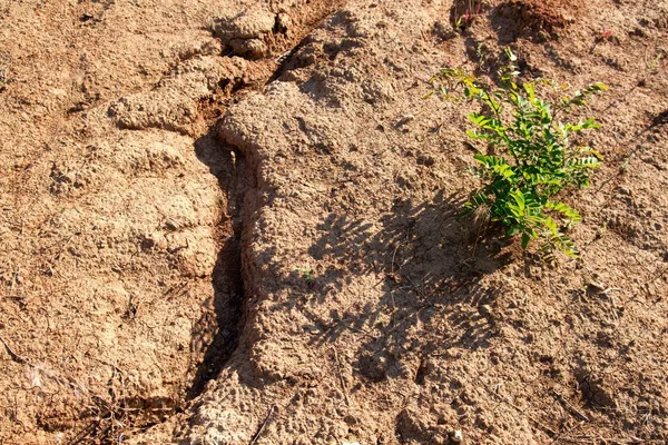 Desierto planta verde sequía tierra seca — Foto de Stock