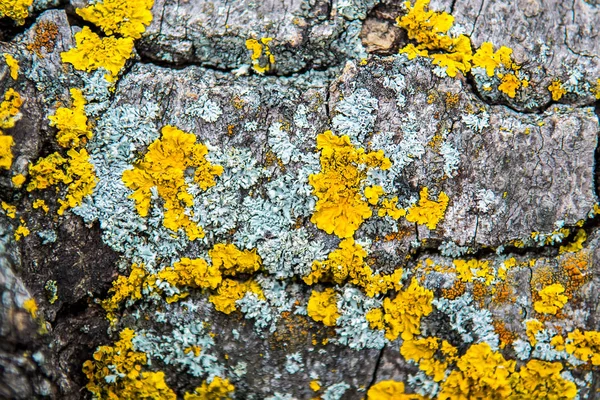 樹皮の黄色苔癬 — ストック写真