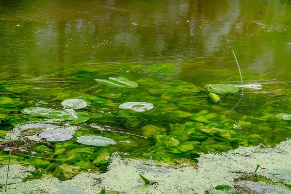Seerosen auf Teich — Stockfoto