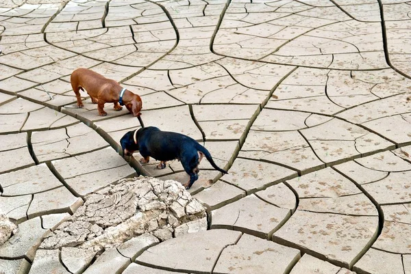 Siyah ve kahverengi dachshund köpekler av çölde