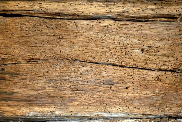 Старые деревянные доски, заполненные отверстиями для судовых червей
