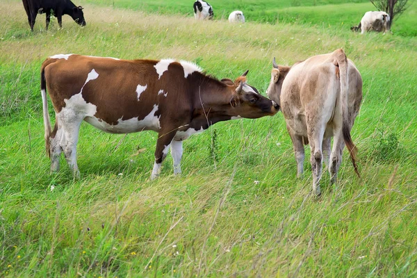 Мати корова лиже теля — стокове фото