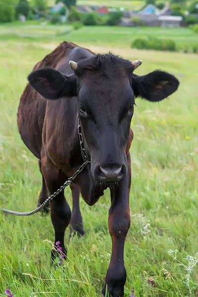 Сільська корова на пасовищі з ланцюгом — стокове фото