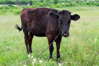 Yaz otlağında inek