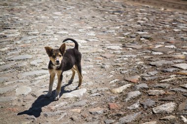 Arnavut kaldırımlı sokakta köpek ayakta