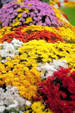 flowerbed çiçeklerle dolu