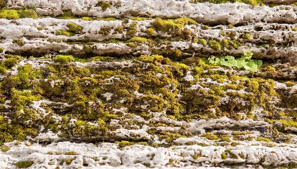 Mechem a lišejníkem porostlým kámen — Stock fotografie