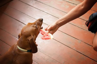 Özet akışları karpuz dachshund köpek