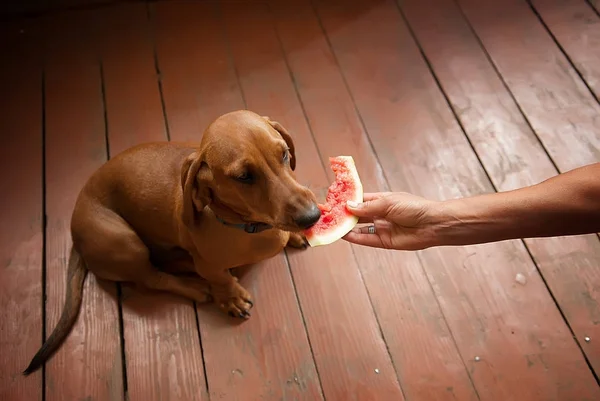  Özet akışları karpuz dachshund köpek
