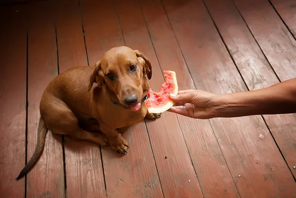  Özet akışları karpuz dachshund köpek
