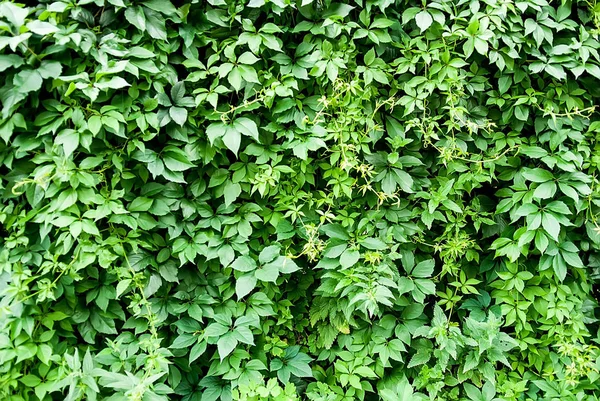 Duvar arka plan üzerinde tırmanma bitkiler — Stok fotoğraf