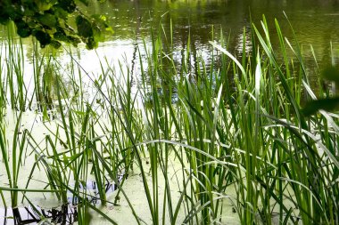 Sazlık bir gölet üzerinde
